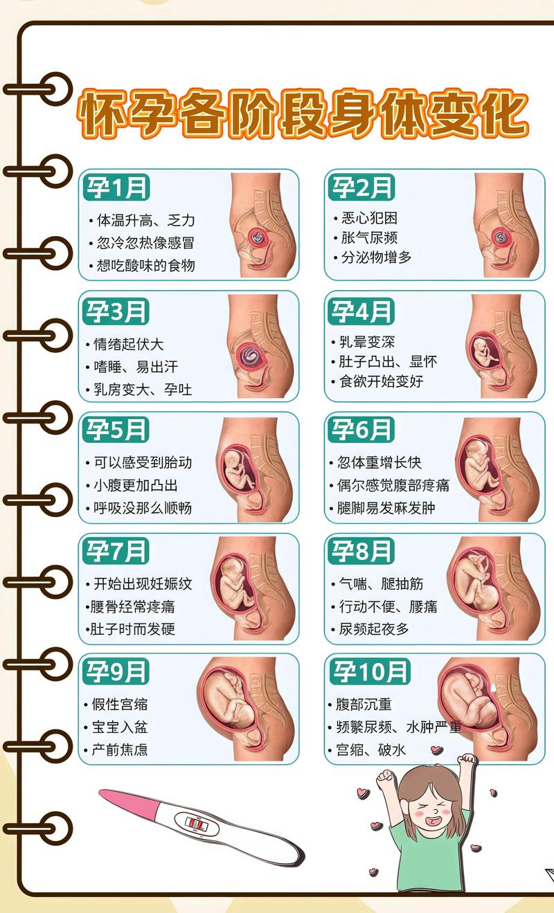 揭秘供卵代孕妈妈怀孕小腹分两节，孕期变化的奥秘淄博代生机构: